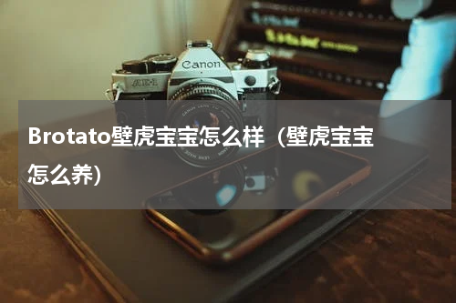 Brotato壁虎宝宝怎么样（壁虎宝宝怎么养）